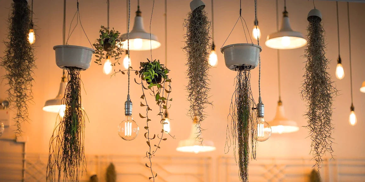 Grünpflanzen und eingeschaltete Lampen hängen von der Zimmerdecke