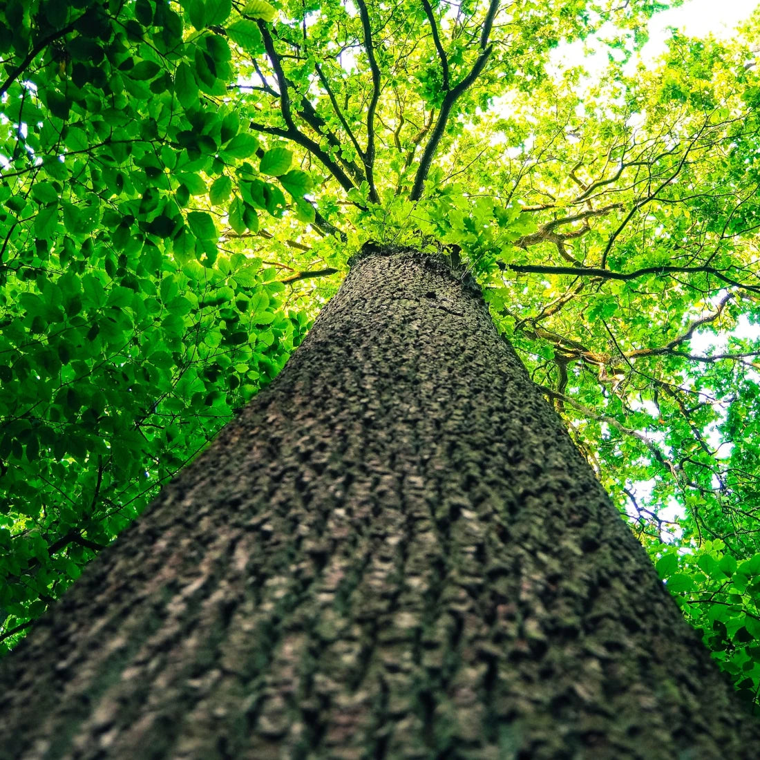 Baum mit grünen Blättern von unten am Stamm nach oben fotografiert
